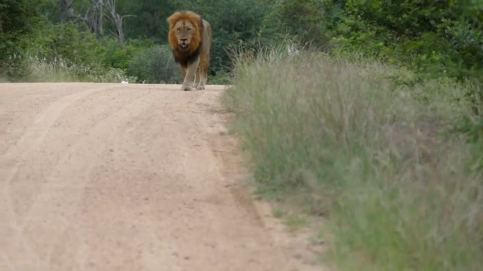 African lion evidence scene